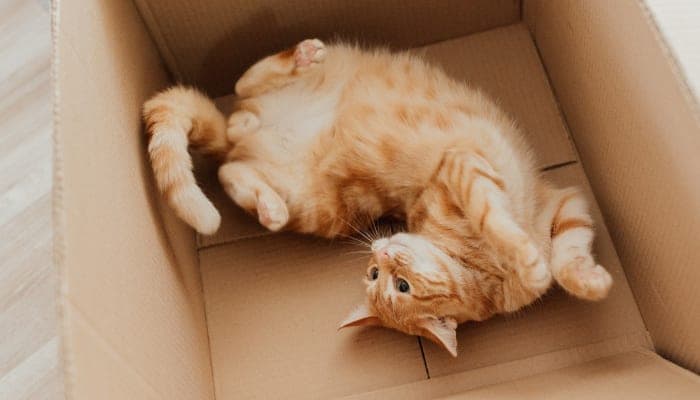 cat in box