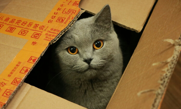 Cat in a packing box