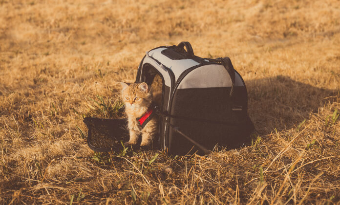 safe and sound